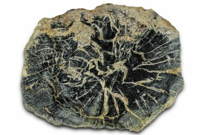 Polished Petrified Wood Limb End-Cut - Indonesia #329221